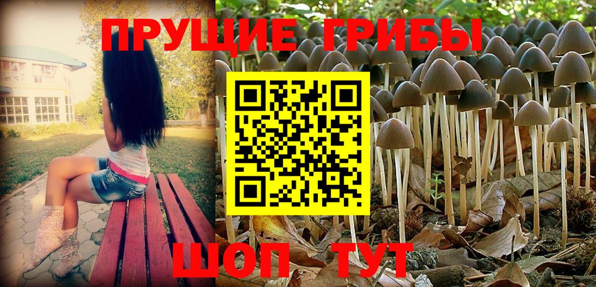 Псилоцибиновые грибы GOLDEN TEACHER Великий Новгород